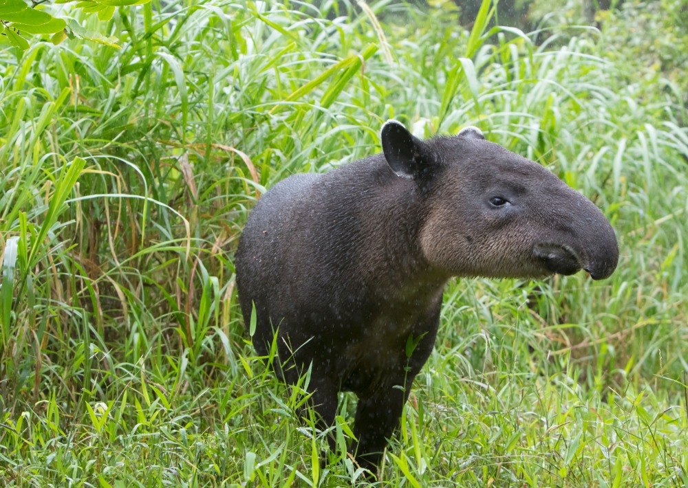 Baird’s Tapir