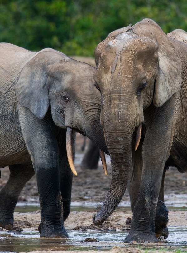 Critically Endangered Forest Elephants, by Gudkov Andrey/shutterstock