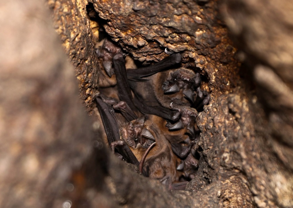 Fijian Free-tailed Bat roosting in Nakanacagi Cave, by Bat Conservation International