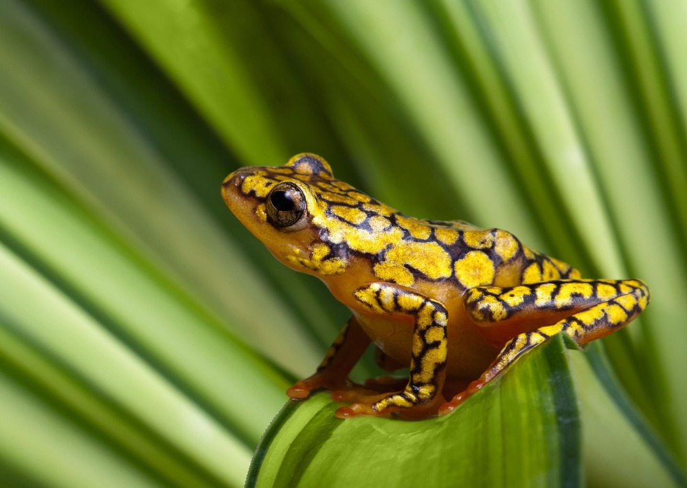 Harlequin Poison Dart Frog, by Anneka