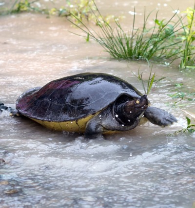 Safeguarding a Stronghold for Royal Turtles and Siamese Crocodiles ...