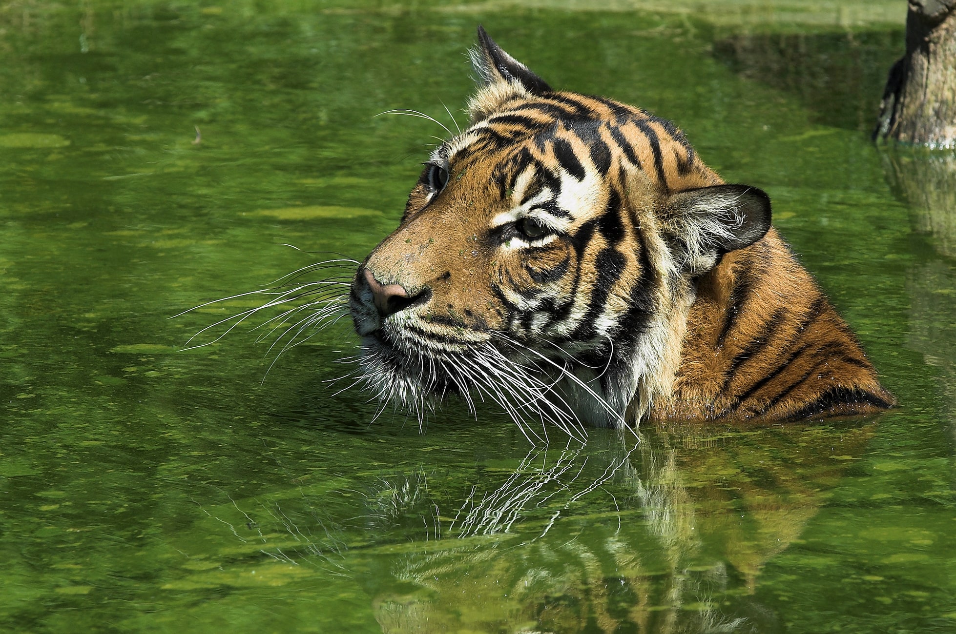 What does a tiger have to say about carbon credits? Recording of