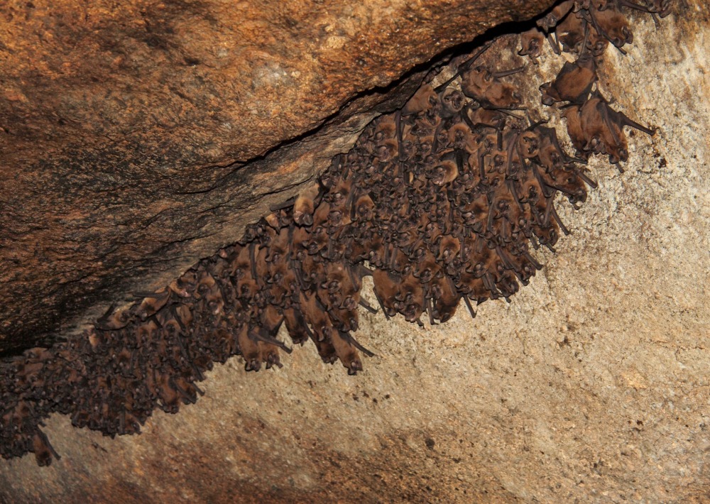 Fijian Free-tailed Bats, by Shawn Thomas