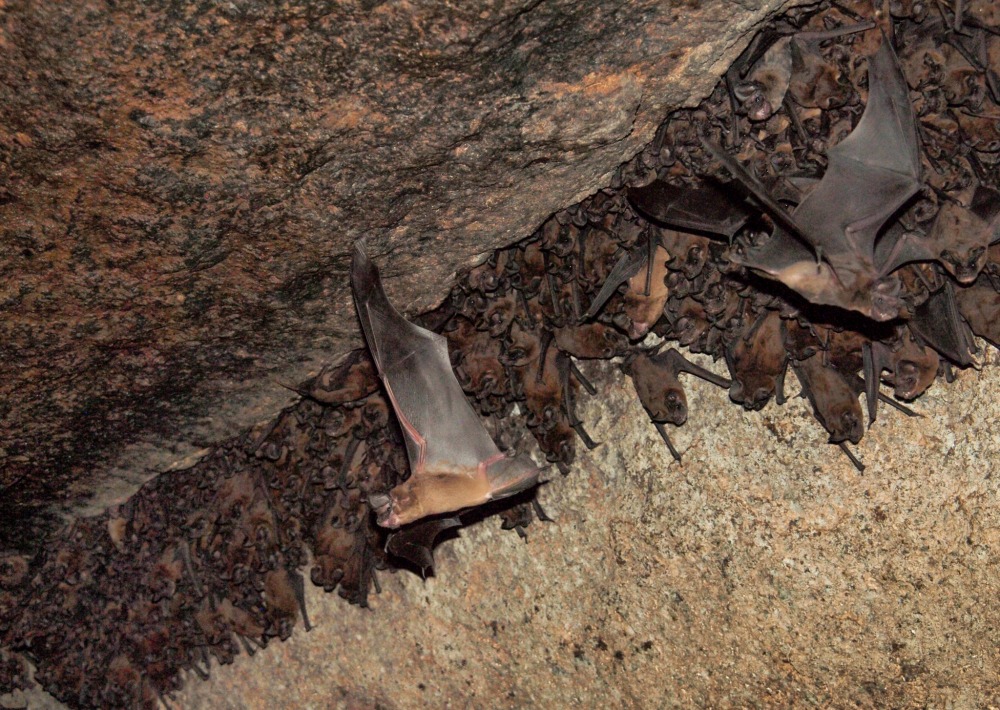 Fijian Free-tailed Bat, by Shawn Thomas