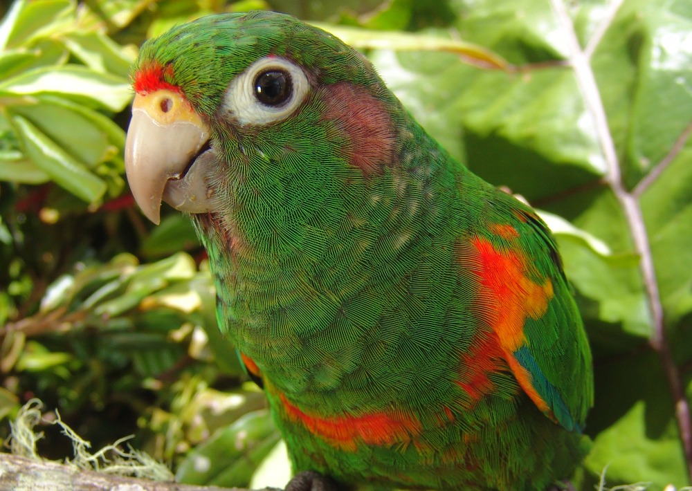 Santa Marta Parakeet, courtesy of Proaves