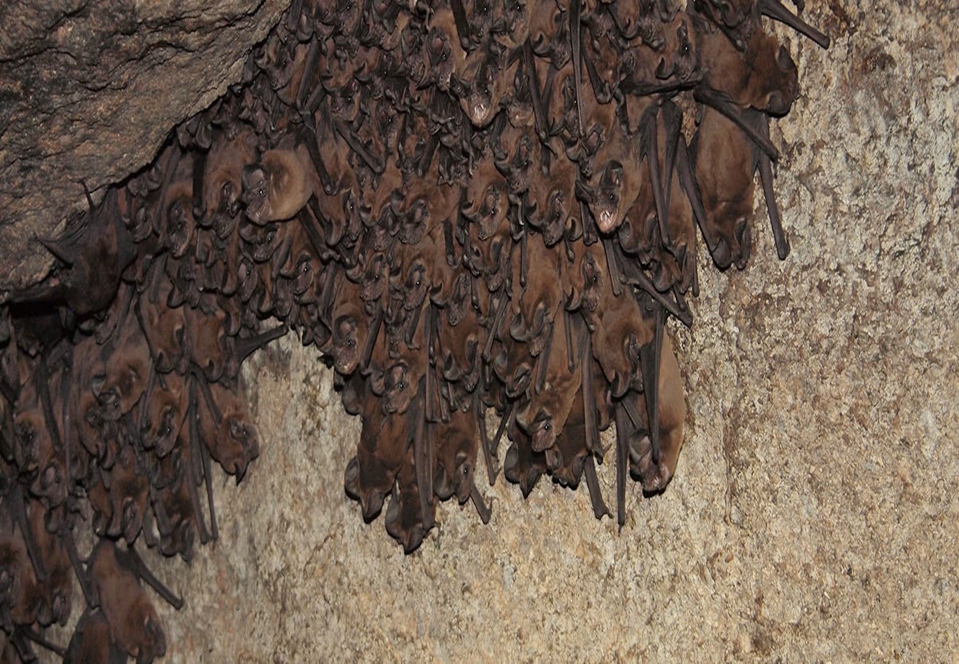 Strategic Cave Purchase for the Fijian Free-tailed Bat – Rainforest Trust