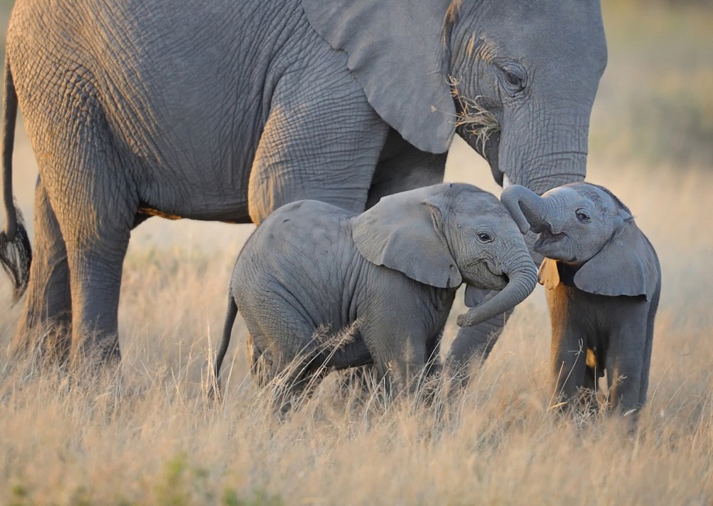 Elephants