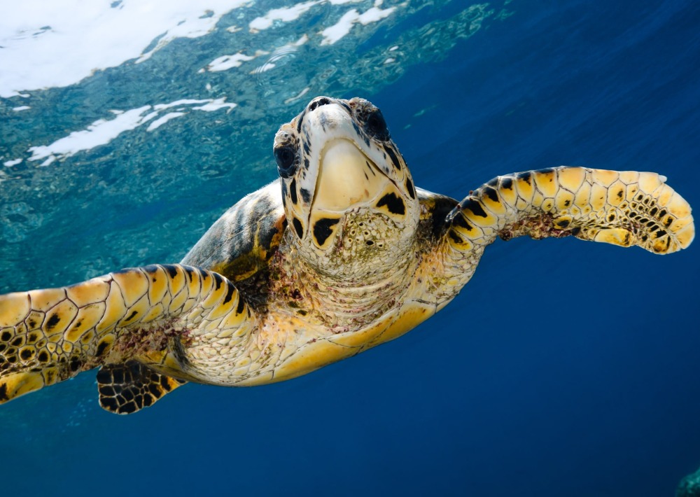 hawksbill turtle