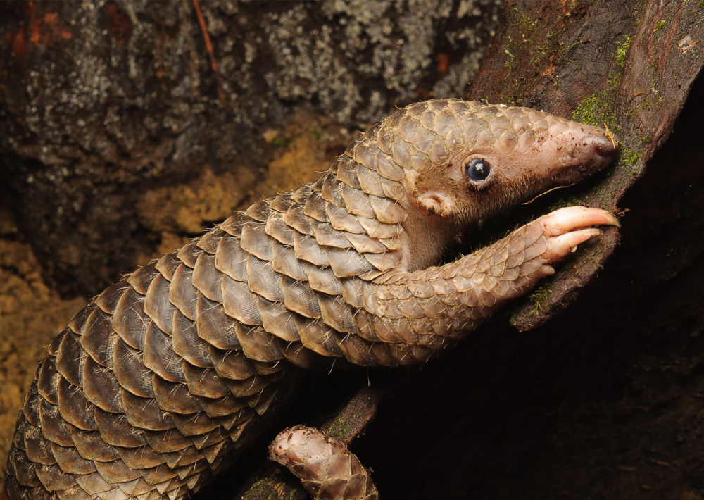 Sunda Pangolin