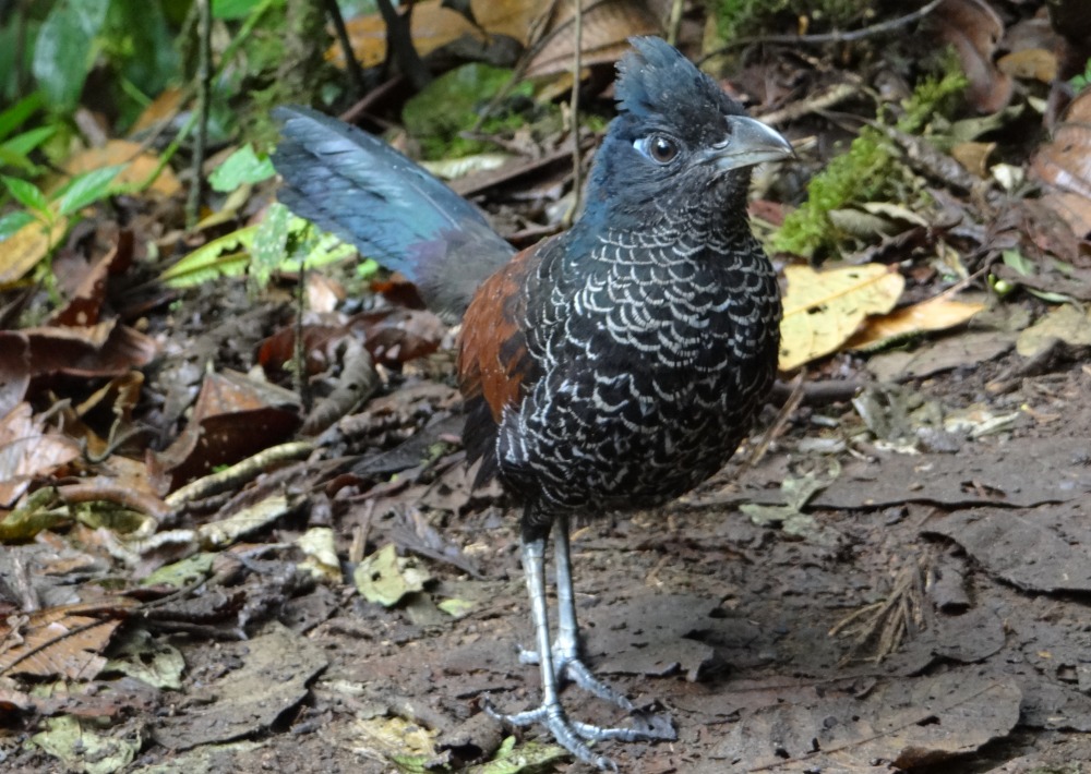 Banded Ground Cuckoo