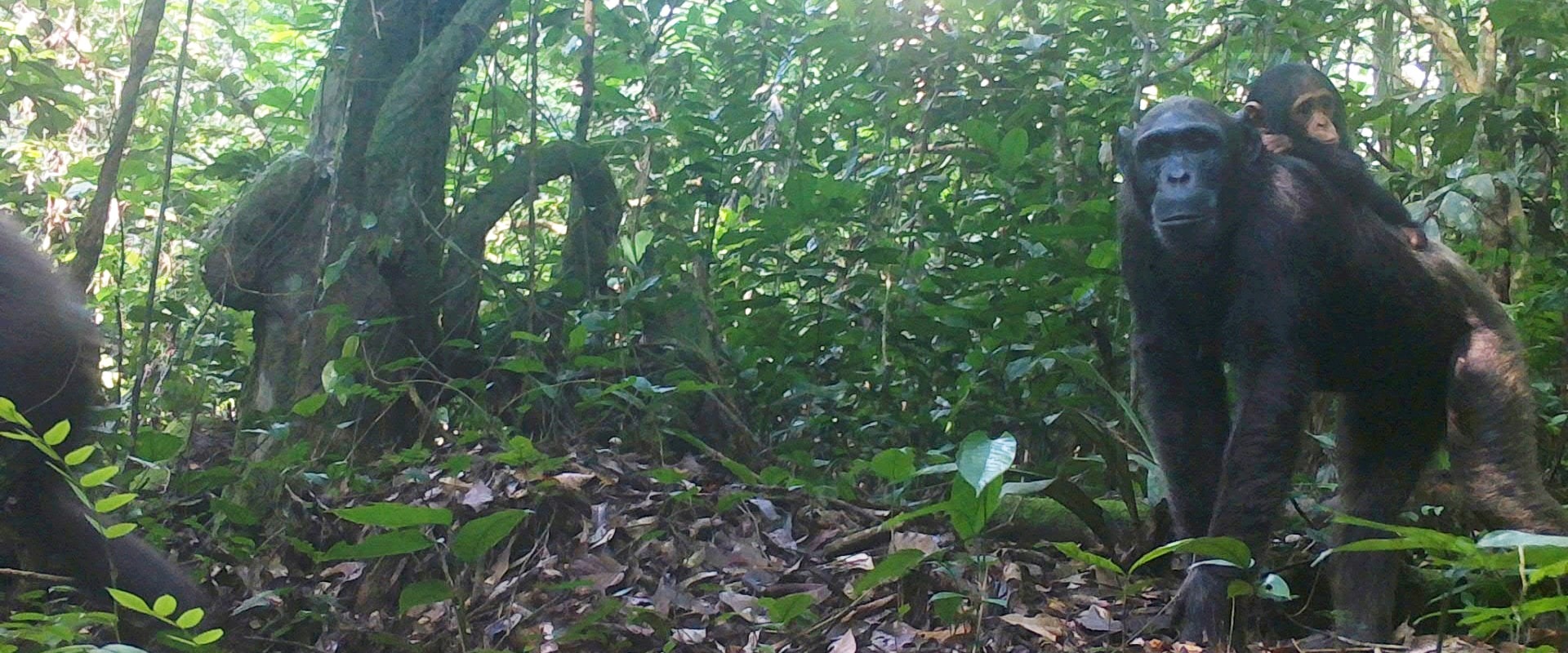 Chimpanzees caught on camera trap in area of our new project in Equatorial Guinea, courtesy of local partner BBPP