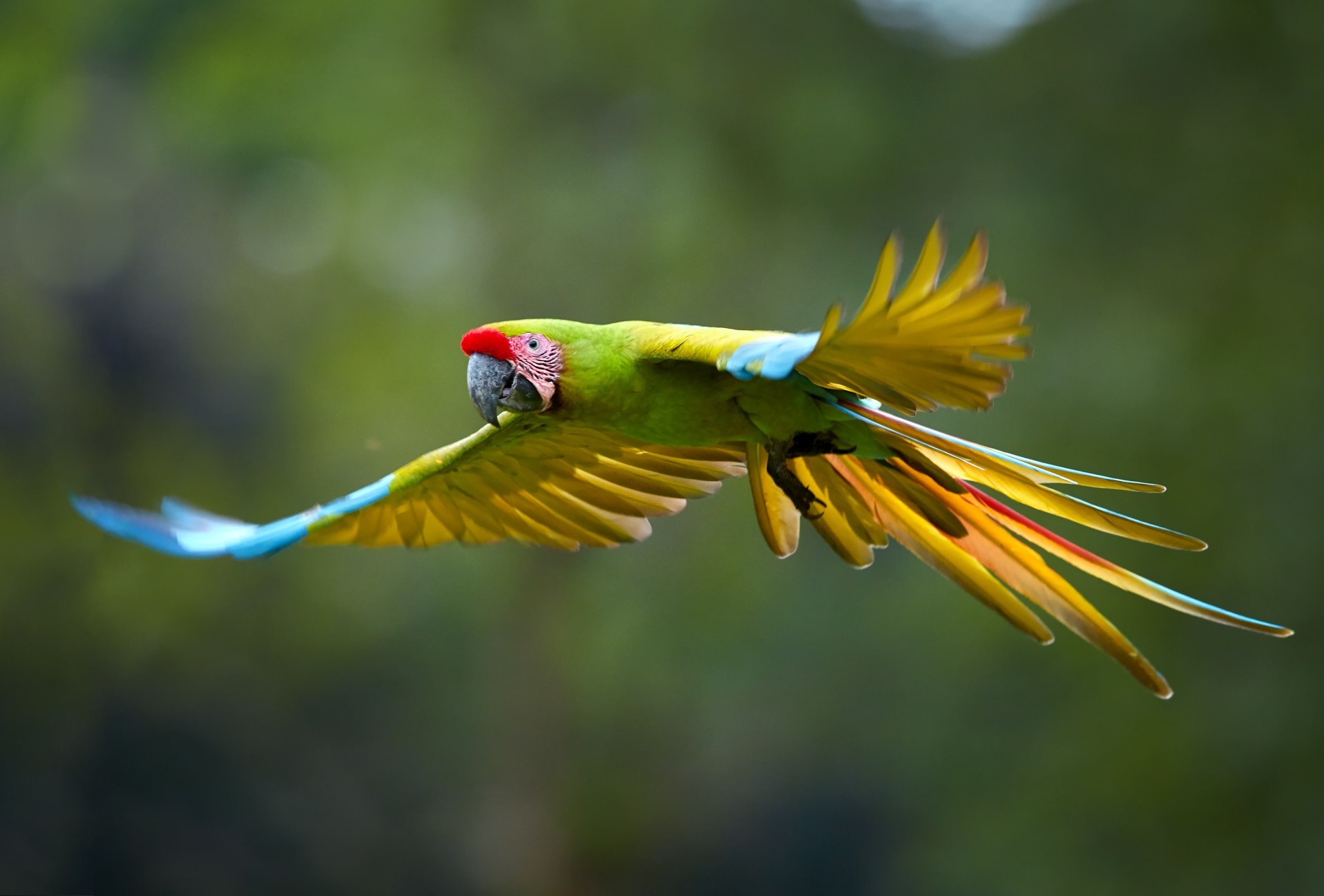 Great Green Macaw photo by Martin Mecnarowski