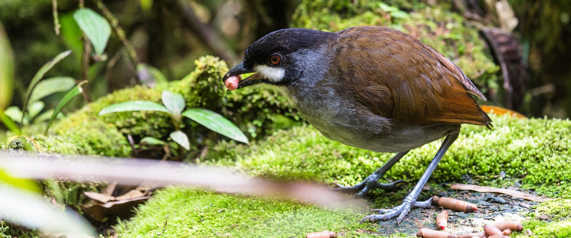 The Jocotoco Antpitta in the Tapichalaca Reserve, Ecuador