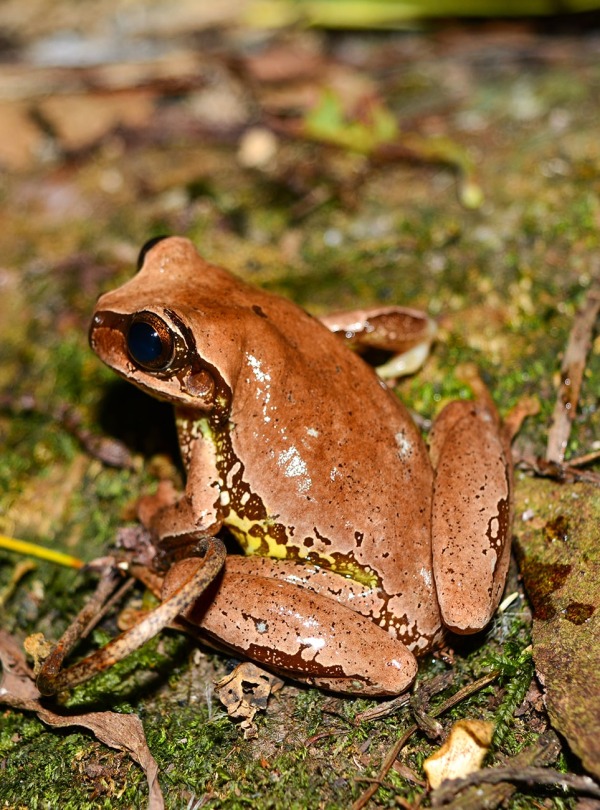 The Endangered Mourning Treefrog