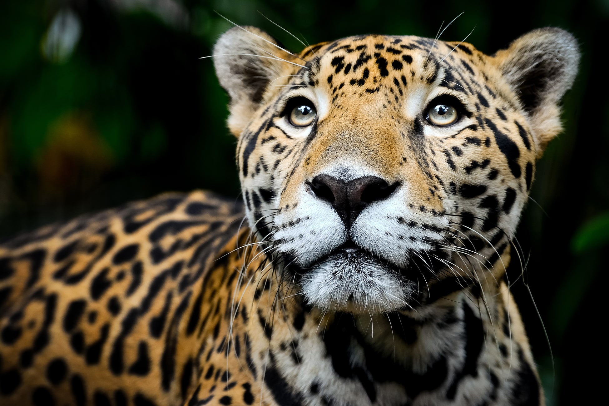 Secure Critical Jaguar Habitat in the Maya Forest of Belize ...