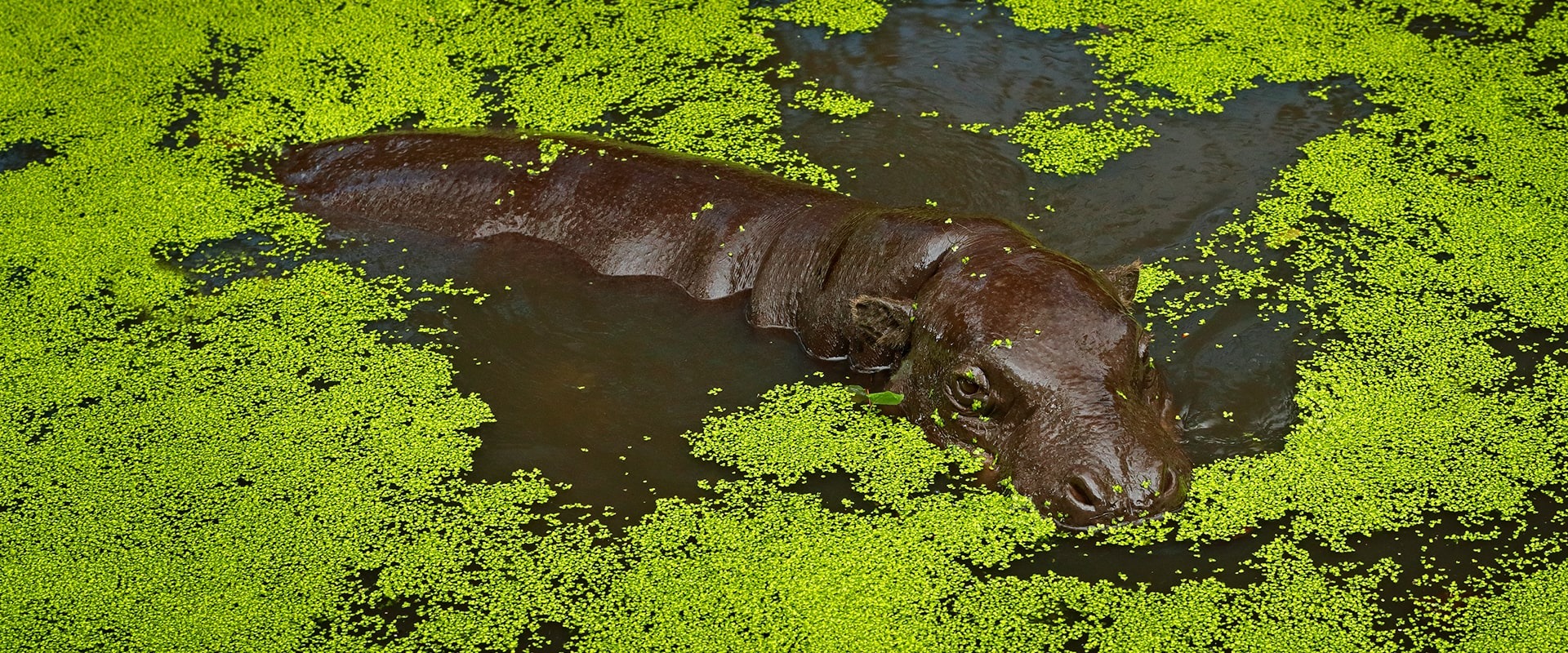 The Pygmy Hippo of Liberia