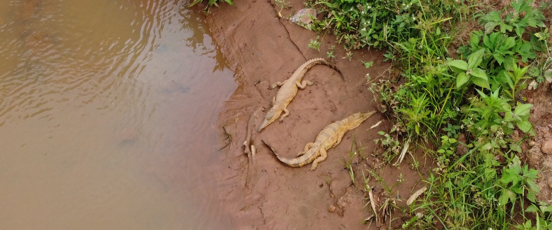 West African Slender-snouted Crocodile along Tano River in Ghana