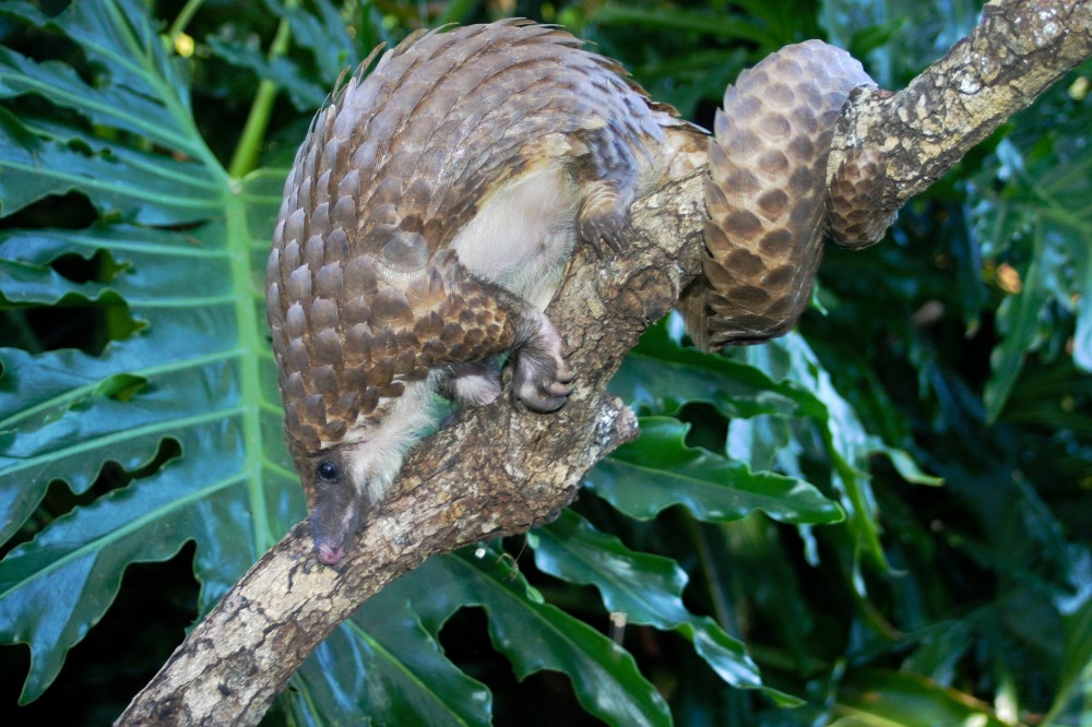 White-bellied Tree Pangolin, by Justin Miller/Wikimedia Commons