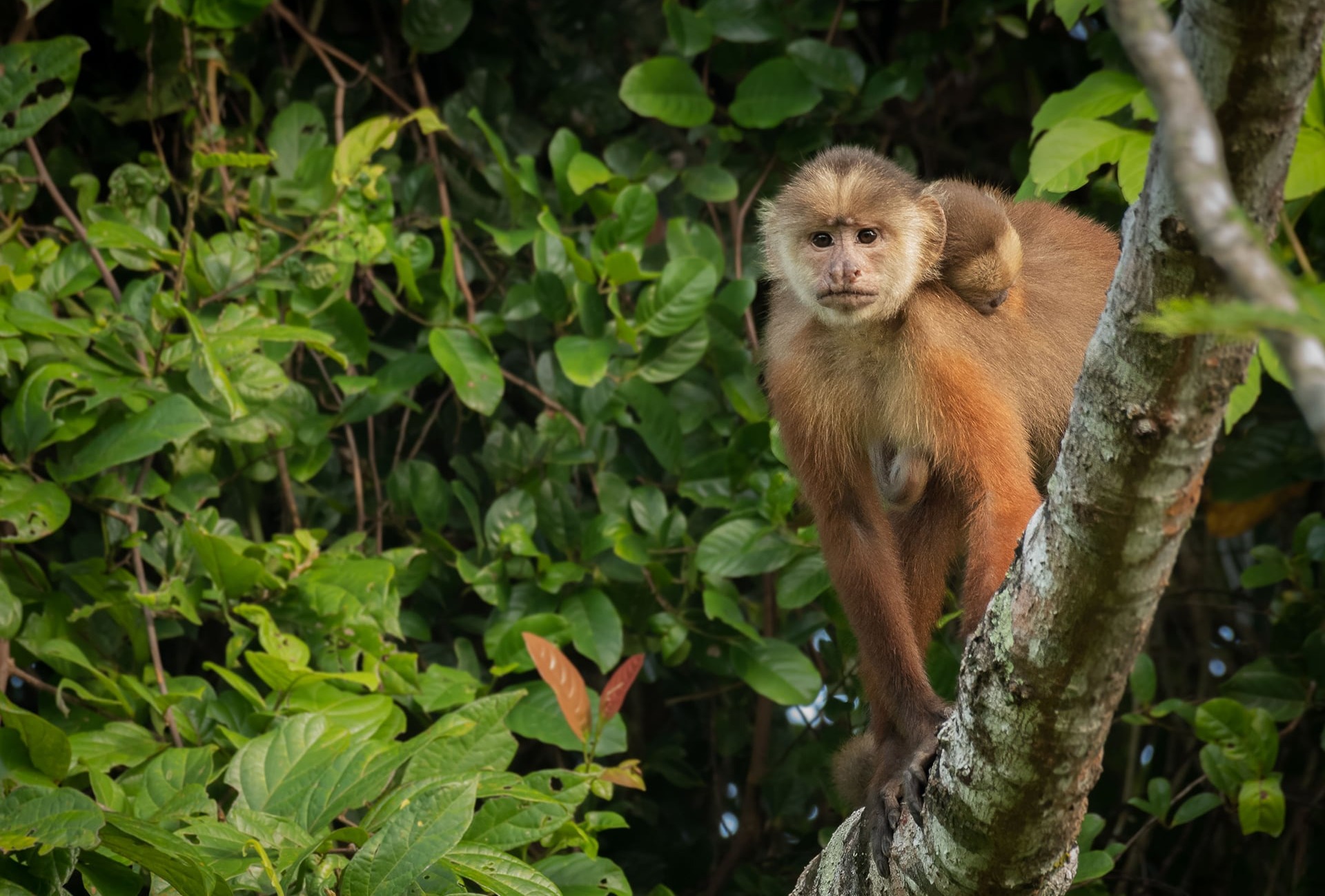 White-fronted Capuchin with baby