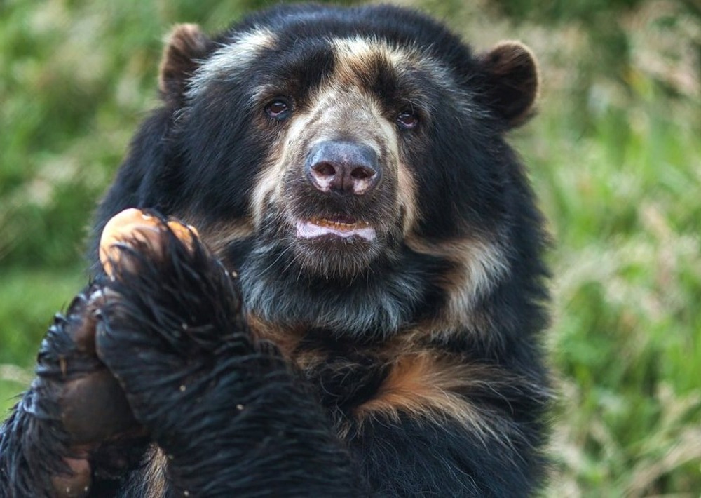 Spectacled Bear sitting in forest