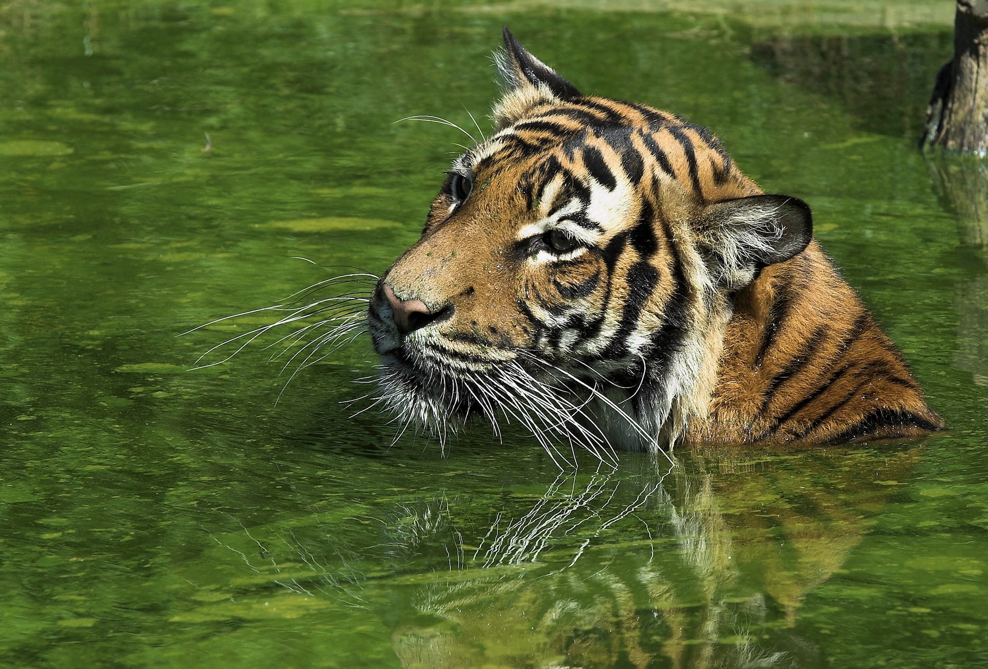 A swimming Malayan Tiger, by Hans Stieglitz