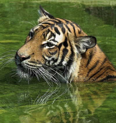 A swimming Malayan Tiger, by Hans Stieglitz