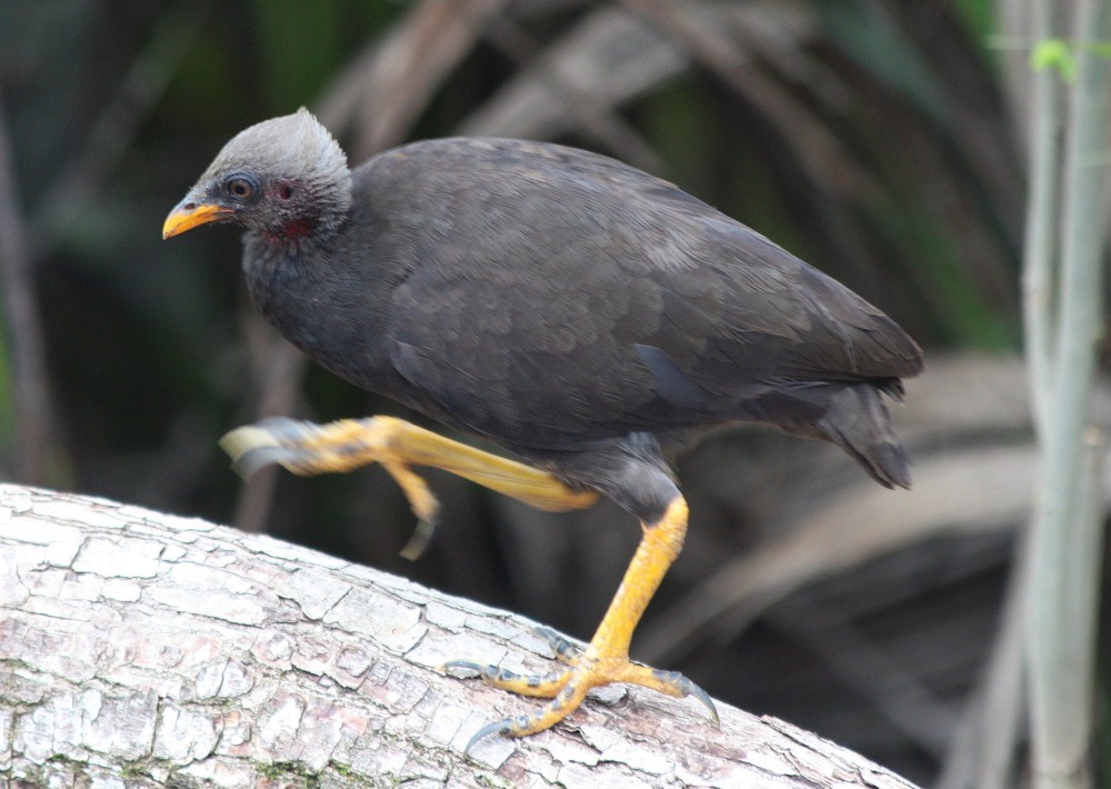 Micronesian megapode, by Michael Lusk