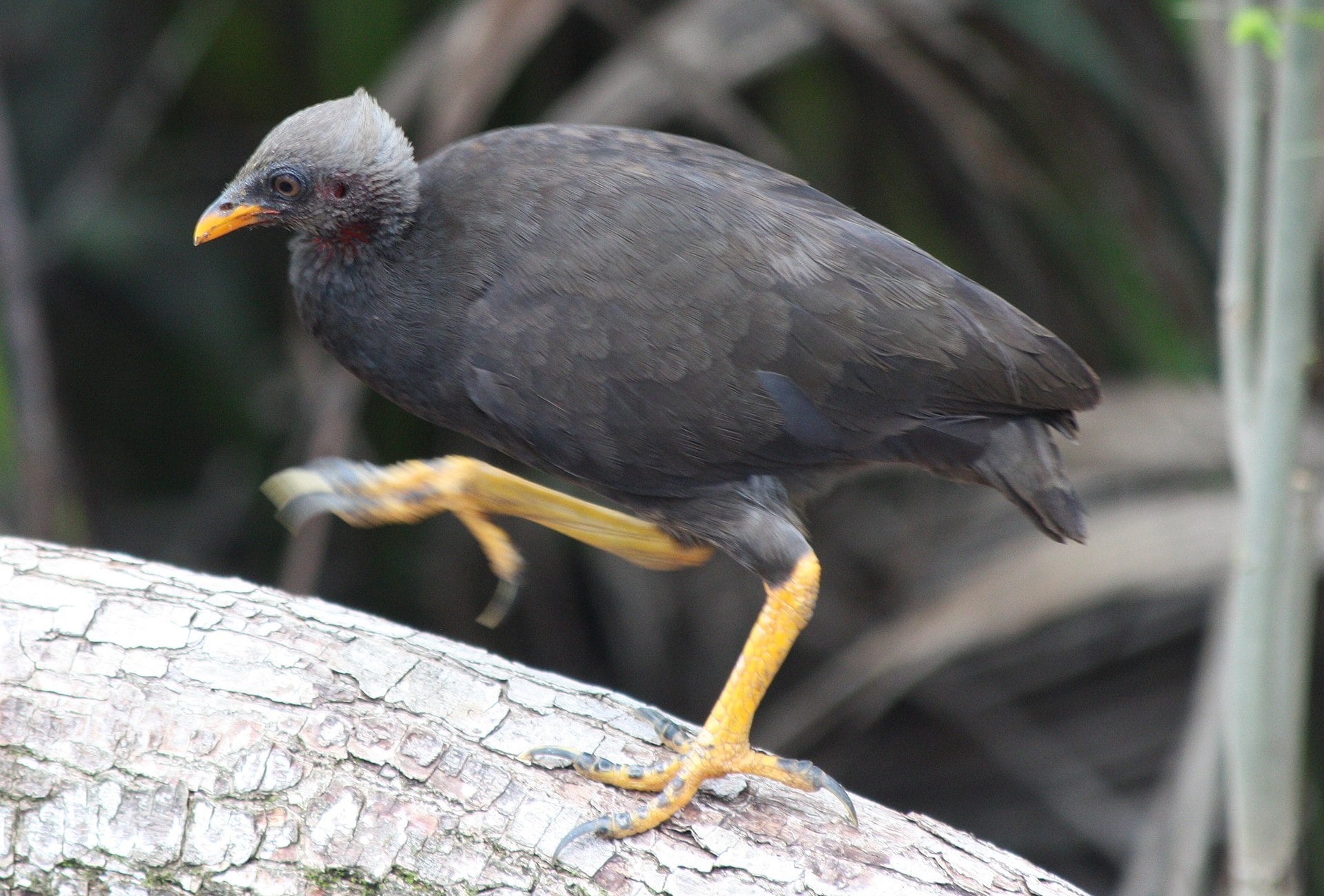 Micronesian megapode, by Michael Lusk