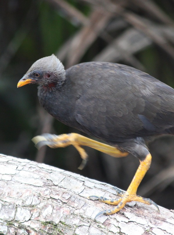 Micronesian megapode, by Michael Lusk