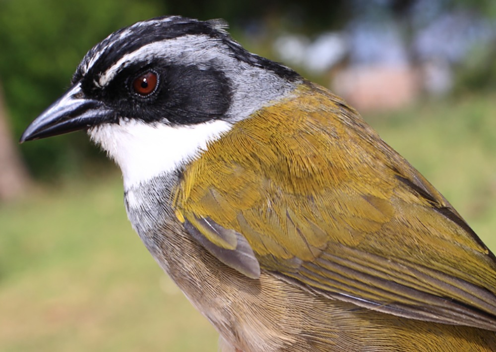 Perijá brushfinch, by Andres Cuervo