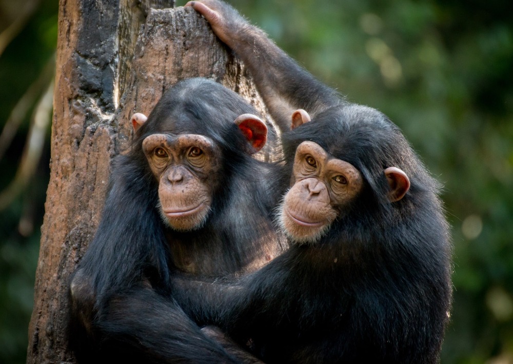 Chimpanzees, by Gerdie Hutomo