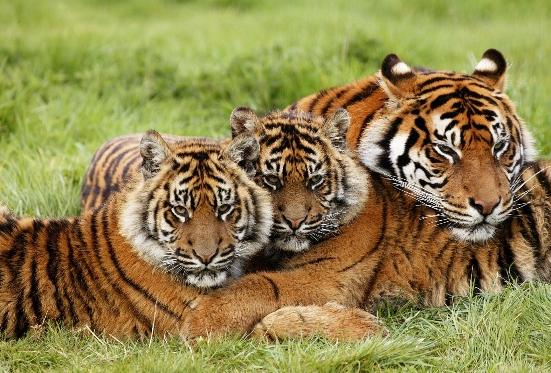 Female Sumatran Tiger with Cubs, by slowmotiongli