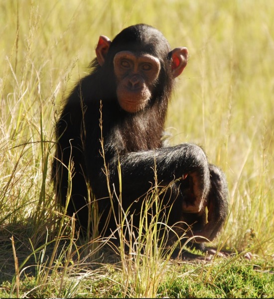 Nigeria Cameroon Chimpanzee
