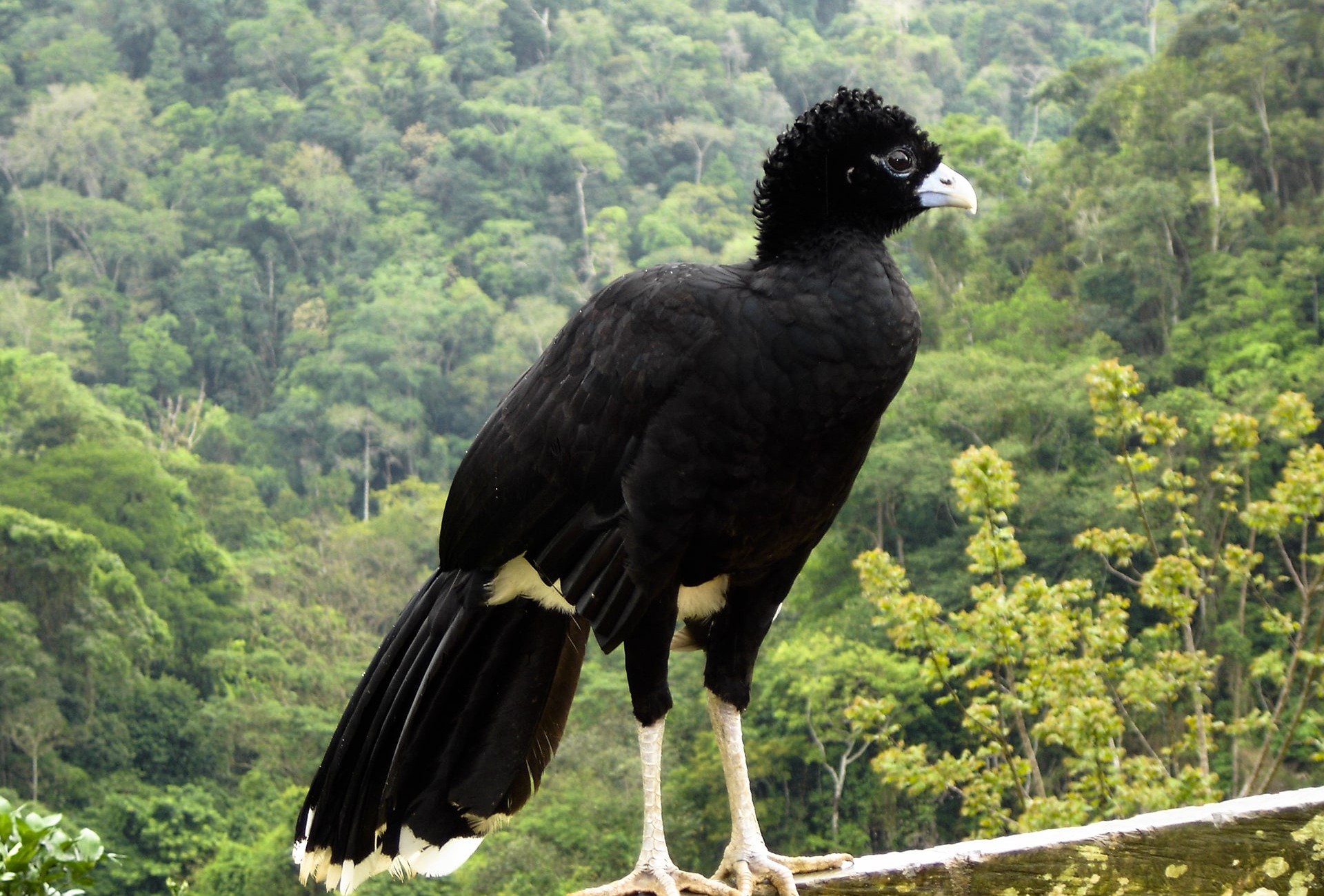 Blue-billed Currasow by Juan David Ramirez