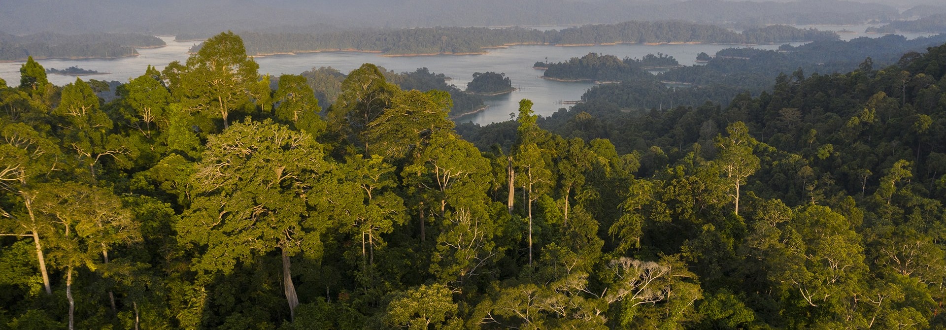 Threats to Rainforests – Rainforest Trust