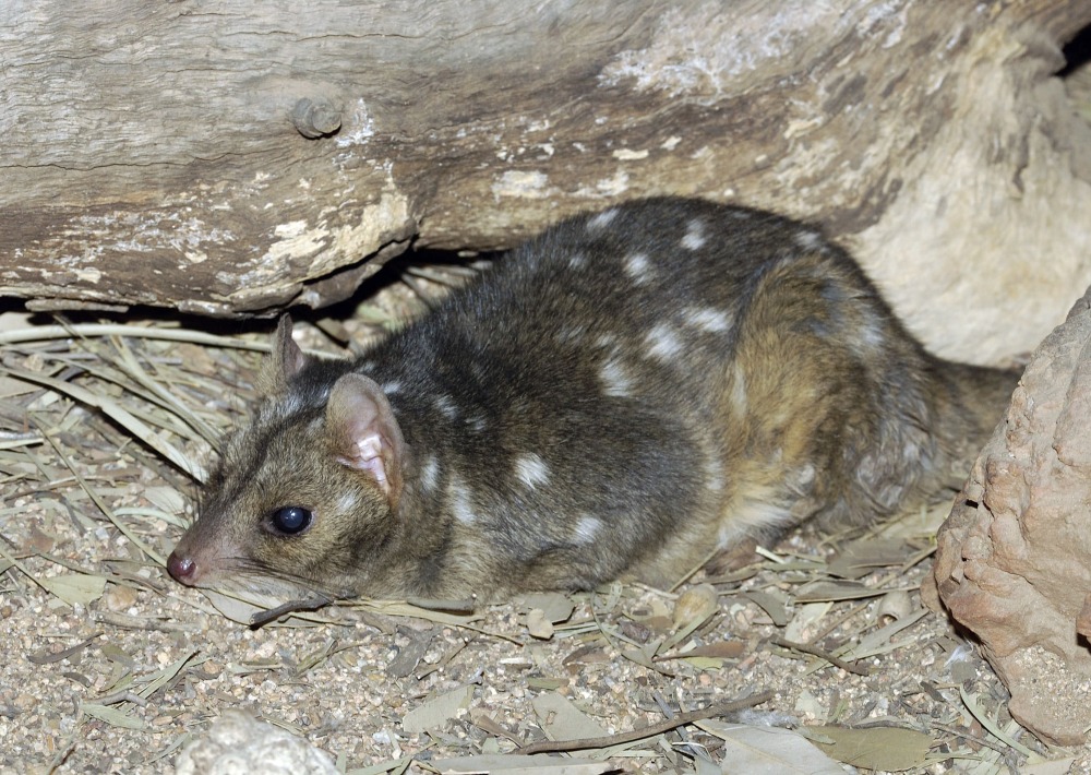 Northern Quoll, by John Carnemolla