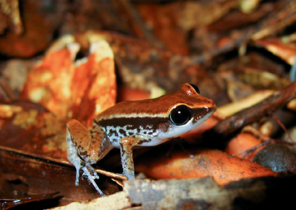 An orange Richmond’s Coqui Frog