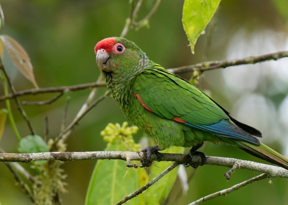 El Oro Parakeet, by Agami Photo Agency