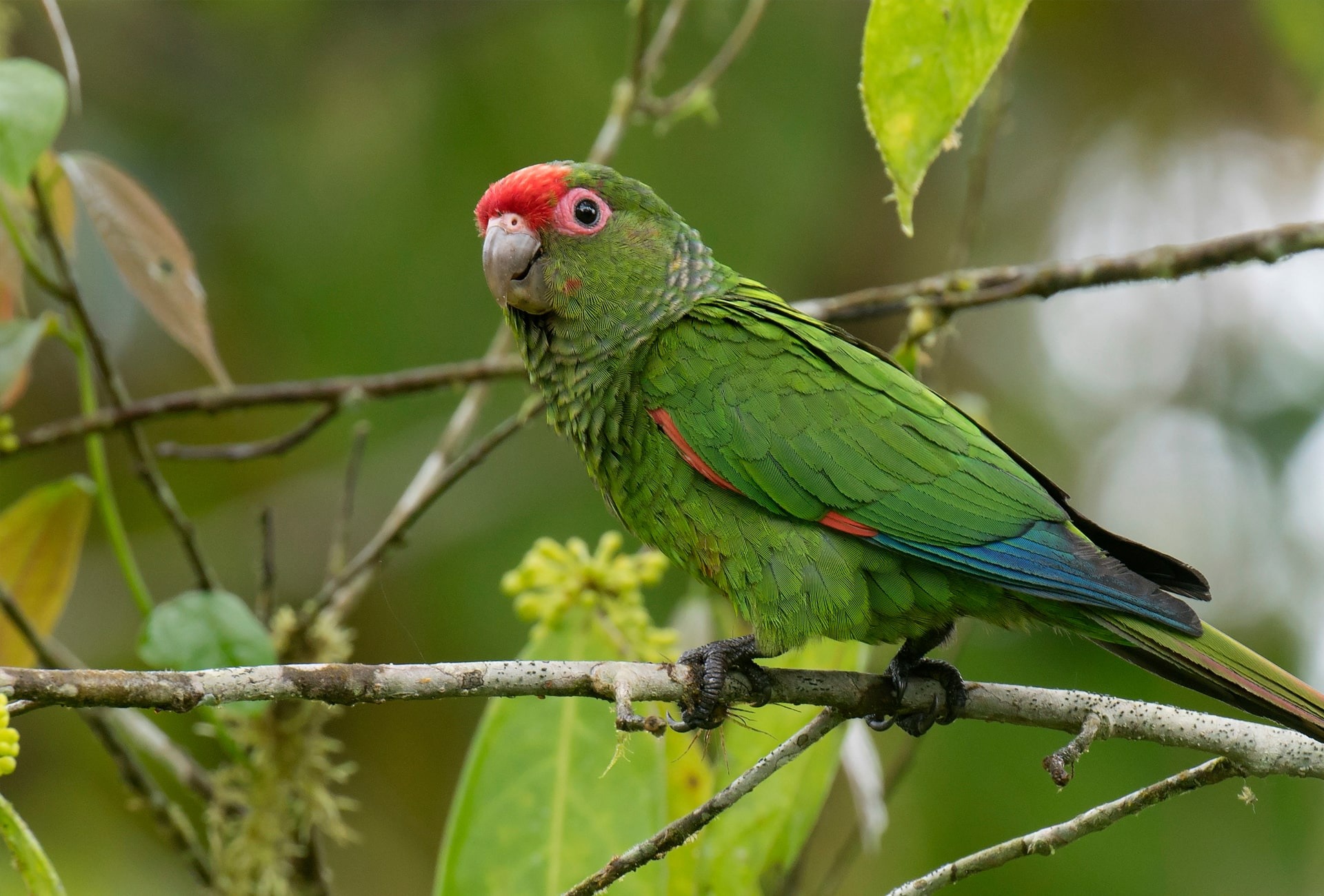 El Oro Parakeet, by Agami Photo Agency