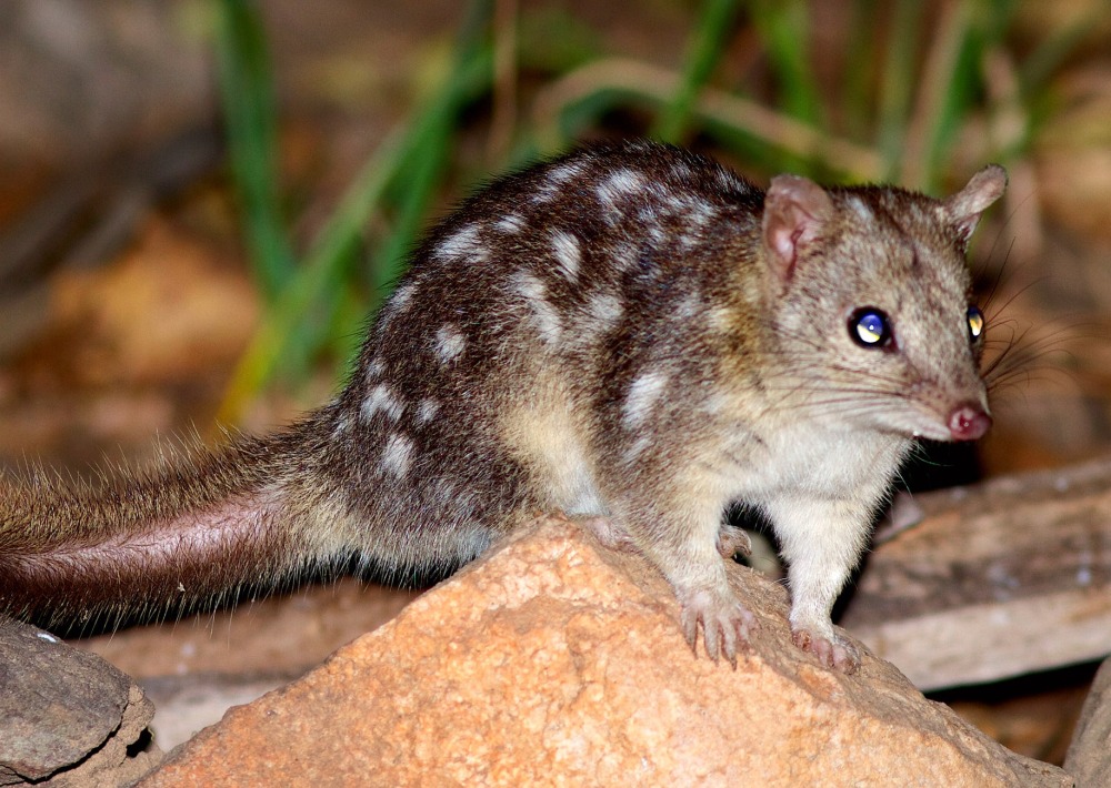 Northern Quoll, Australia, by South Endeavour Trust