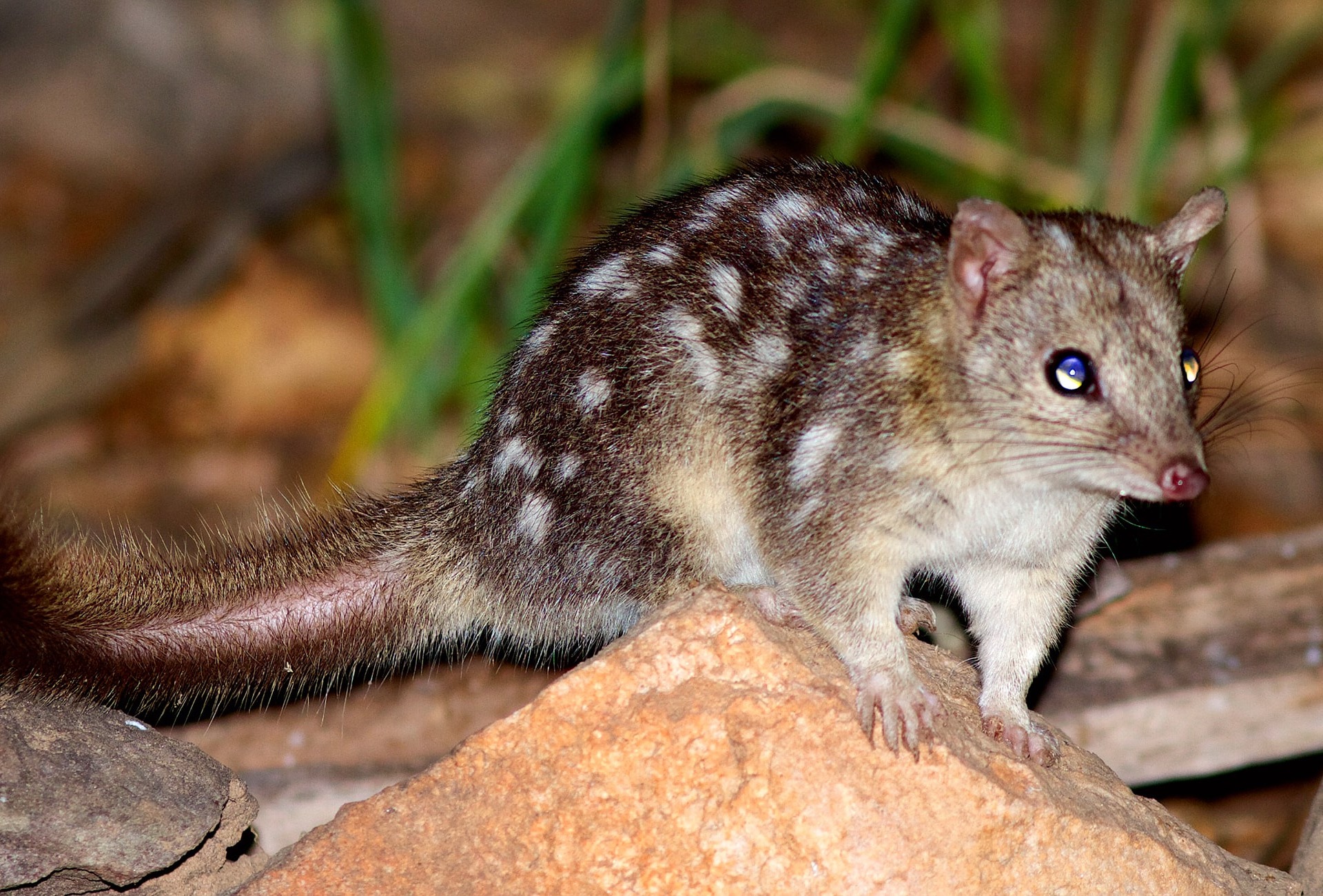 Northern Quoll, Australia, by South Endeavour Trust