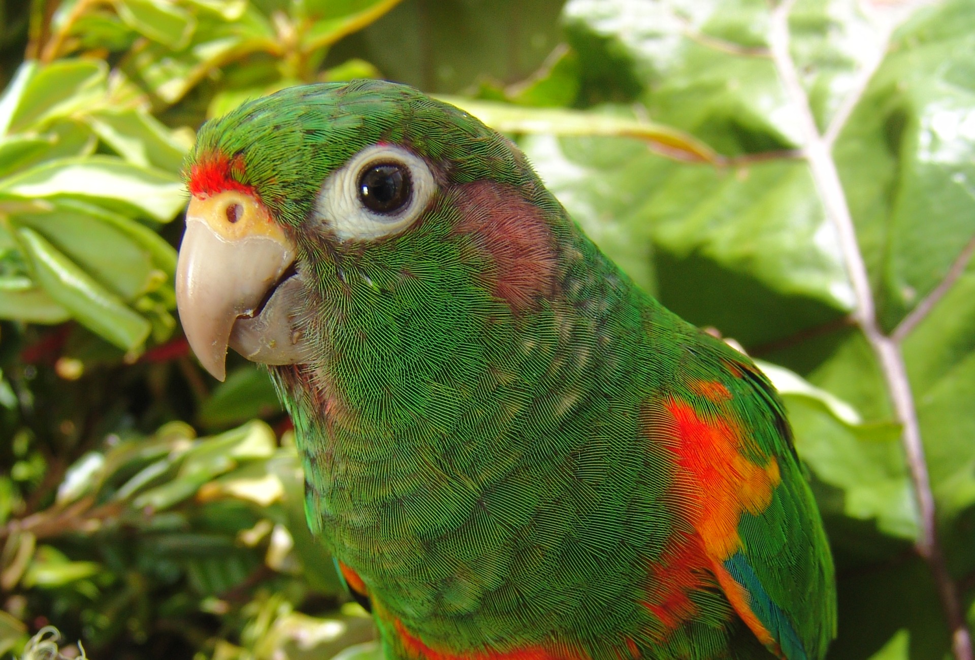 Santa Marta Parakeet, courtesy of Proaves