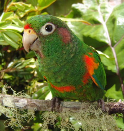 Santa Marta Parakeet, courtesy of Proaves