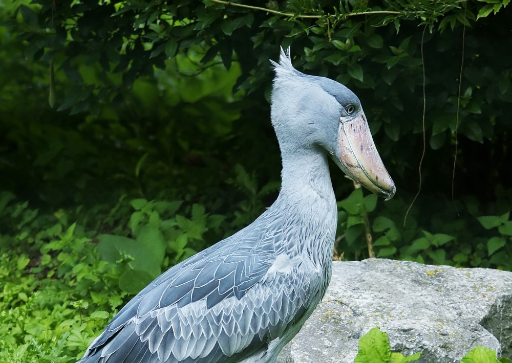 Shoebill, by Hans Hillewaert