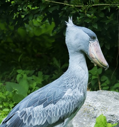 Shoebill, by Hans Hillewaert