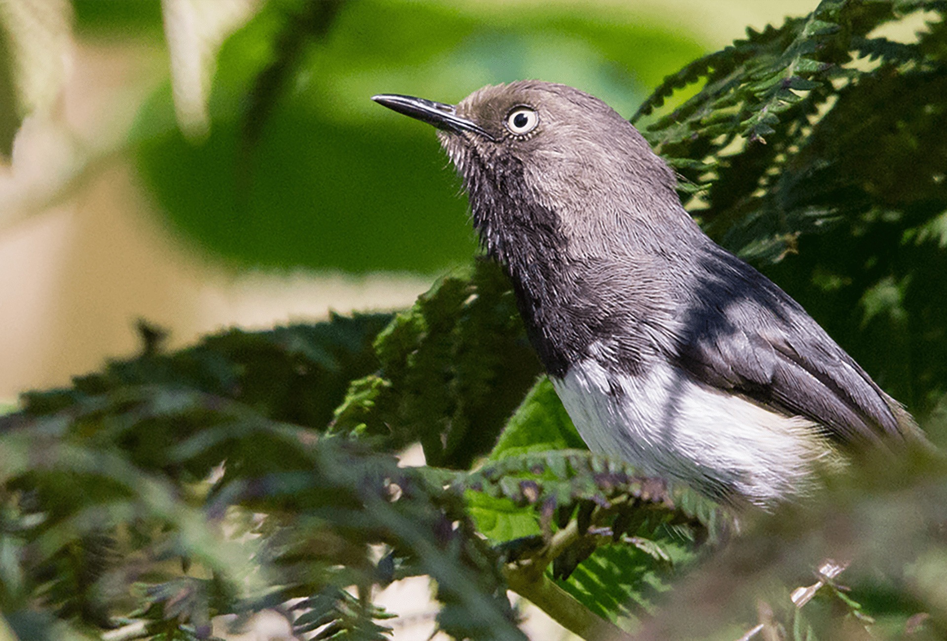 Taita Apalis, by Peter Steward