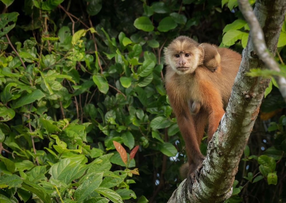 White-fronted Capuchin with baby