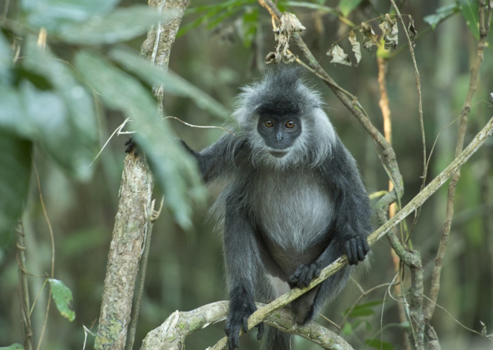 Silvered Langur, by Jeremy Holden/Wildlife Alliance