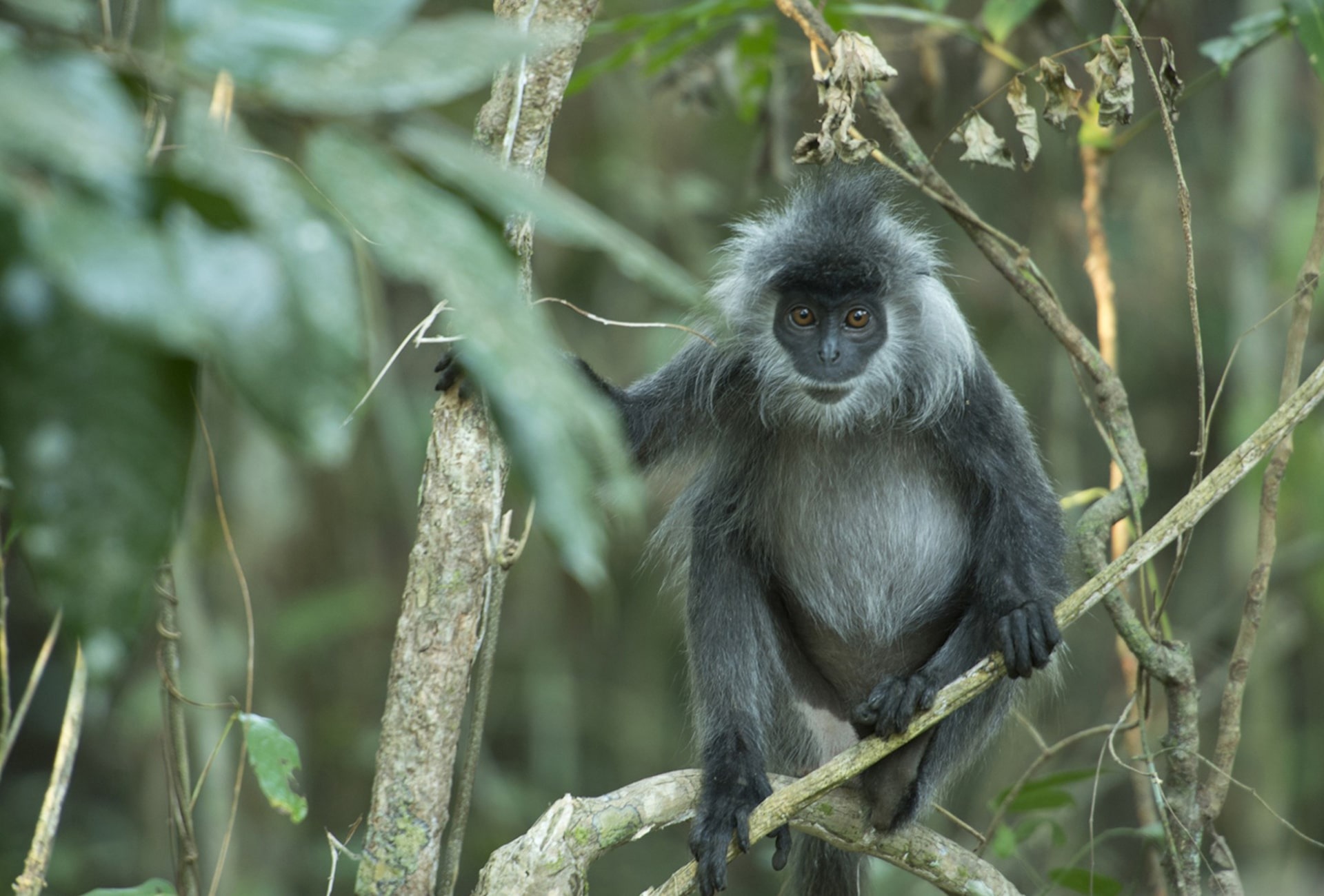 Silvered Langur, by Jeremy Holden/Wildlife Alliance