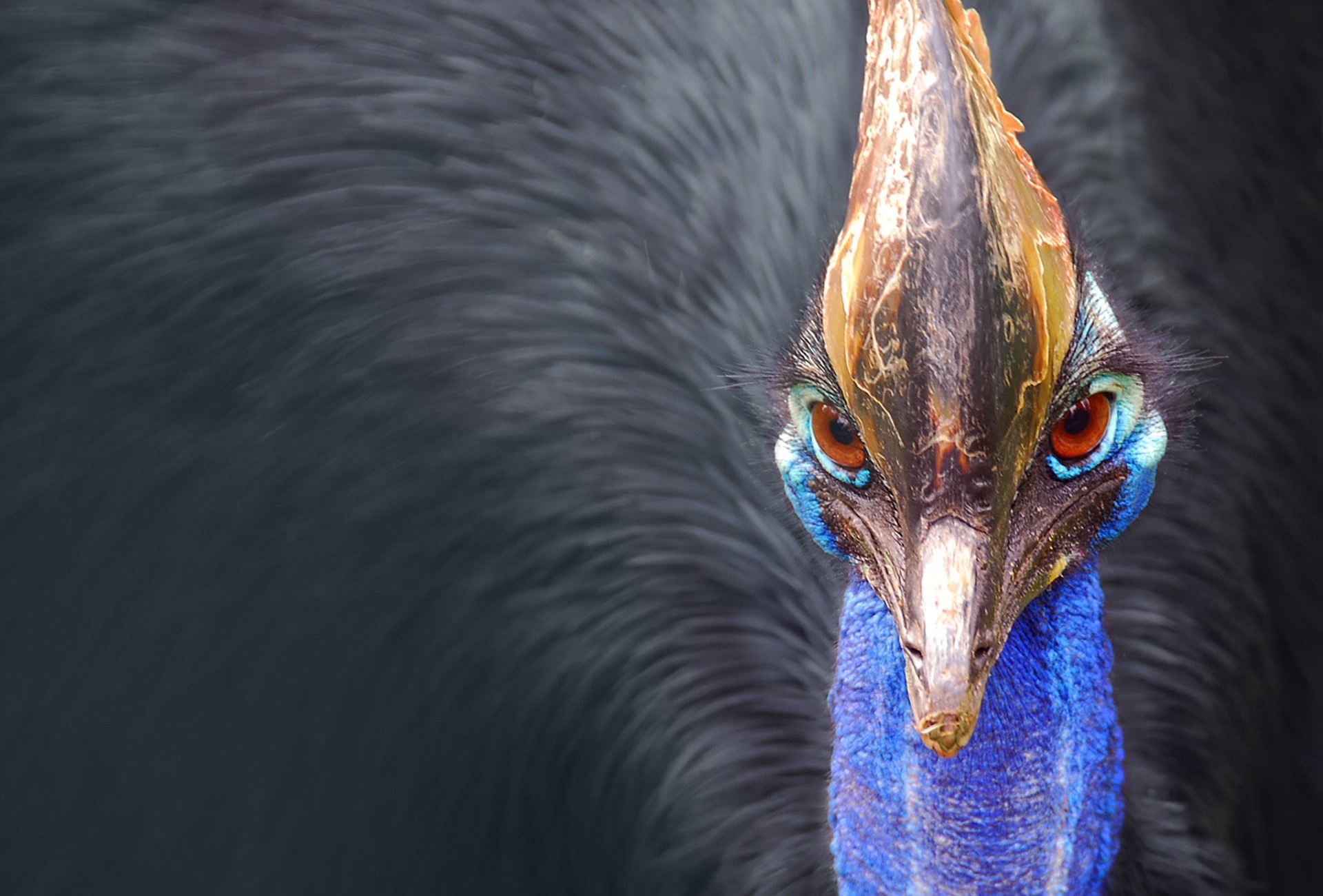 Cassowary by Paul IJsendoorn/Flickr